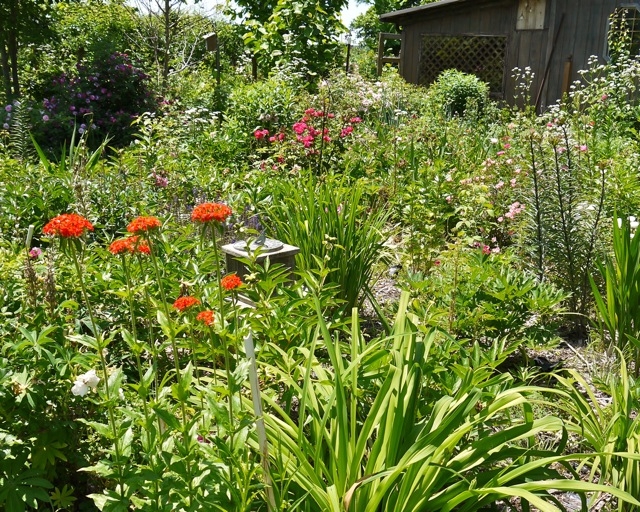 Perennial Garden