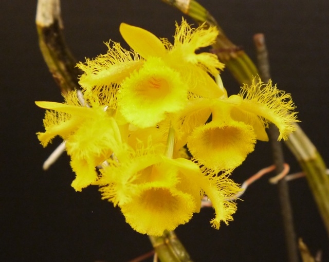 Debs Dendrobium harveyanun