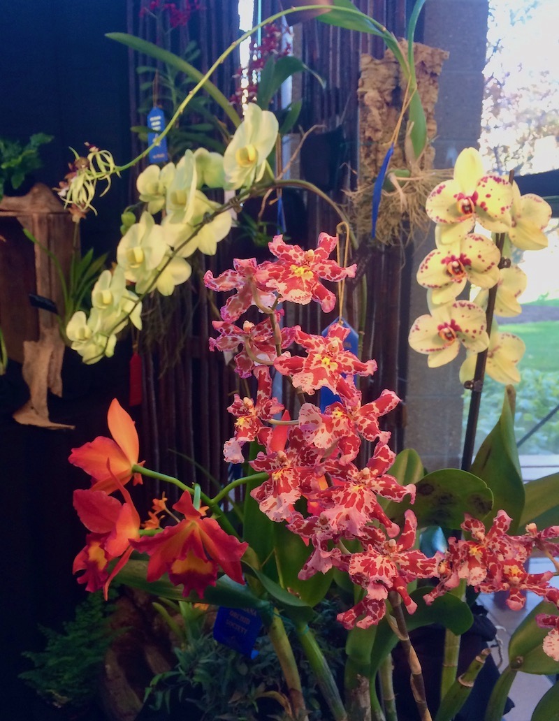 Orchid Show 2019